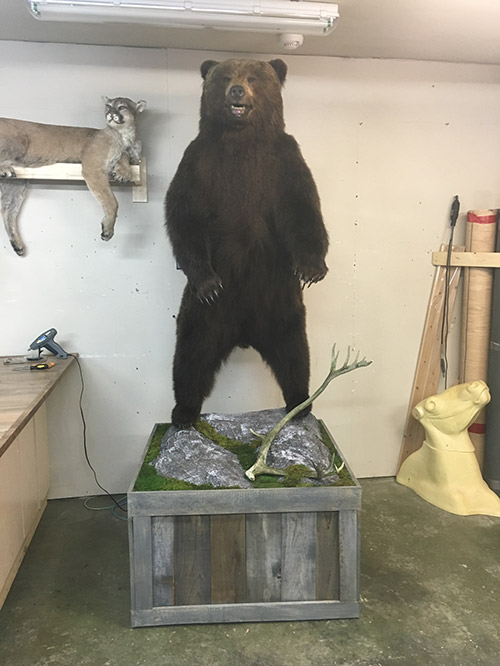 Tundra Tanning Taxidermy, How Much Do Bear Rugs Cost